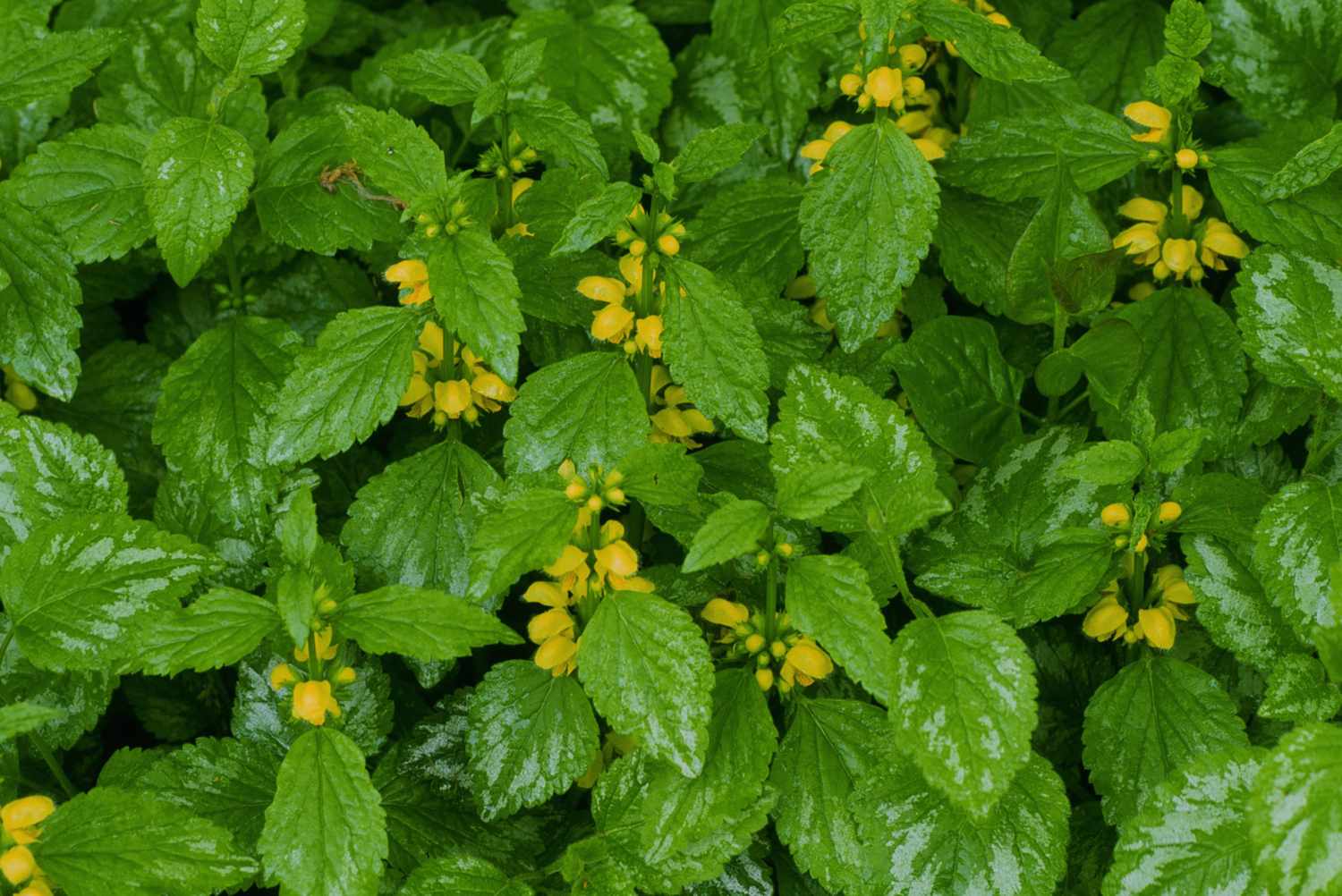 Lamiastrum galeobdolon var. variegata (Gelber Erzengel)