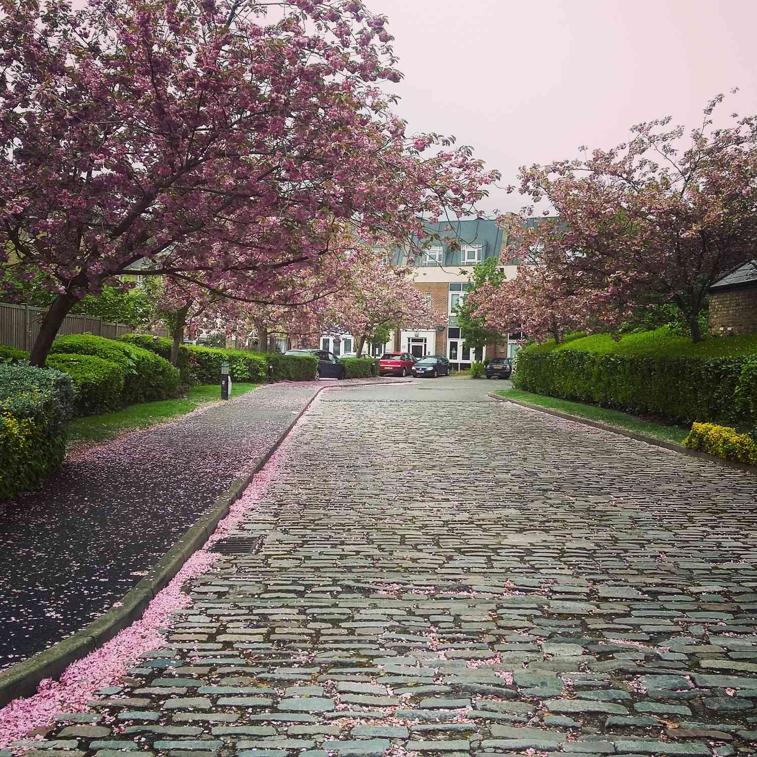 Ansicht von Straße und Fußweg im Park