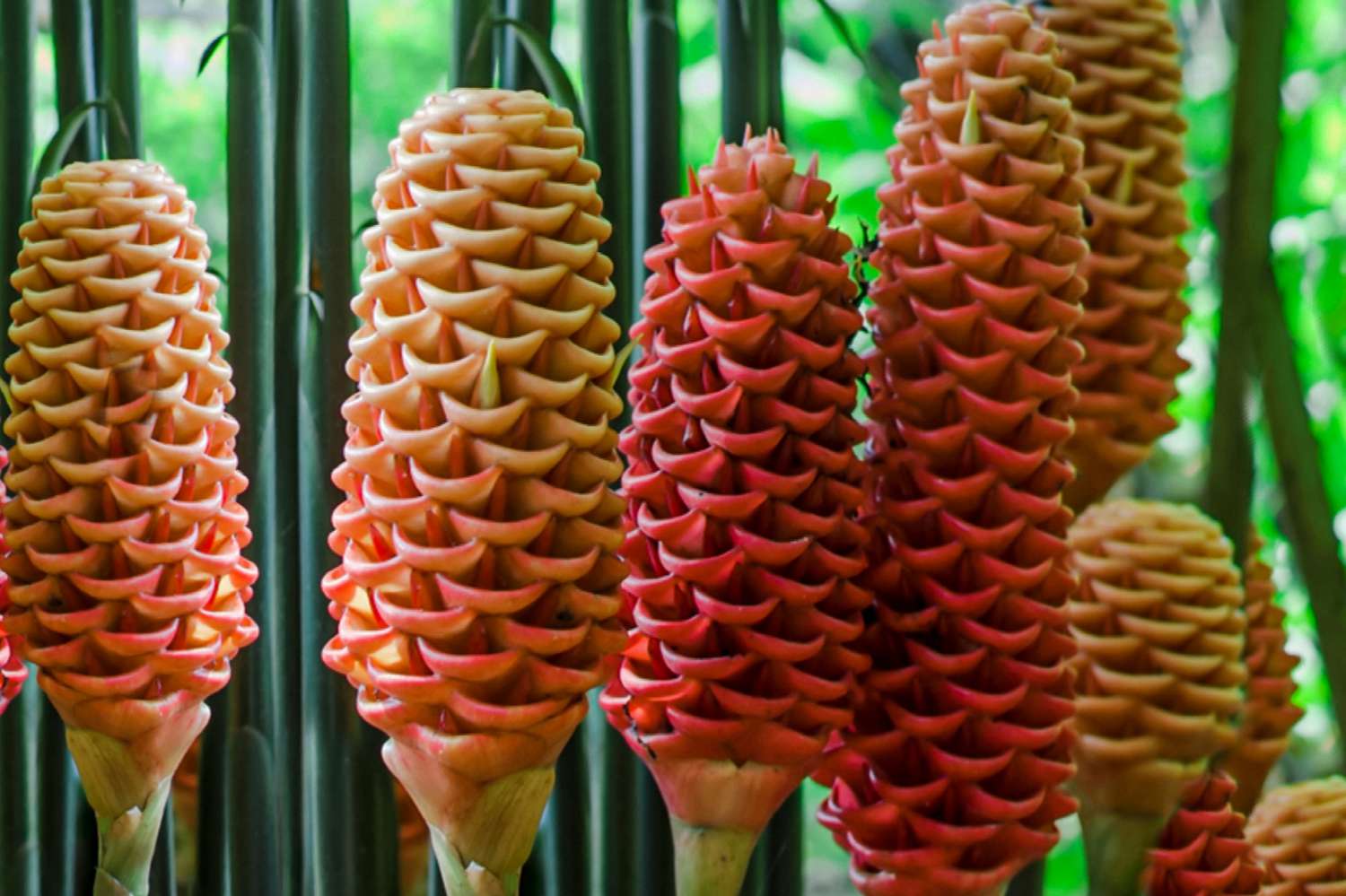 Planta de jengibre colmena con brácteas rojas y amarillas en forma de cono primer plano