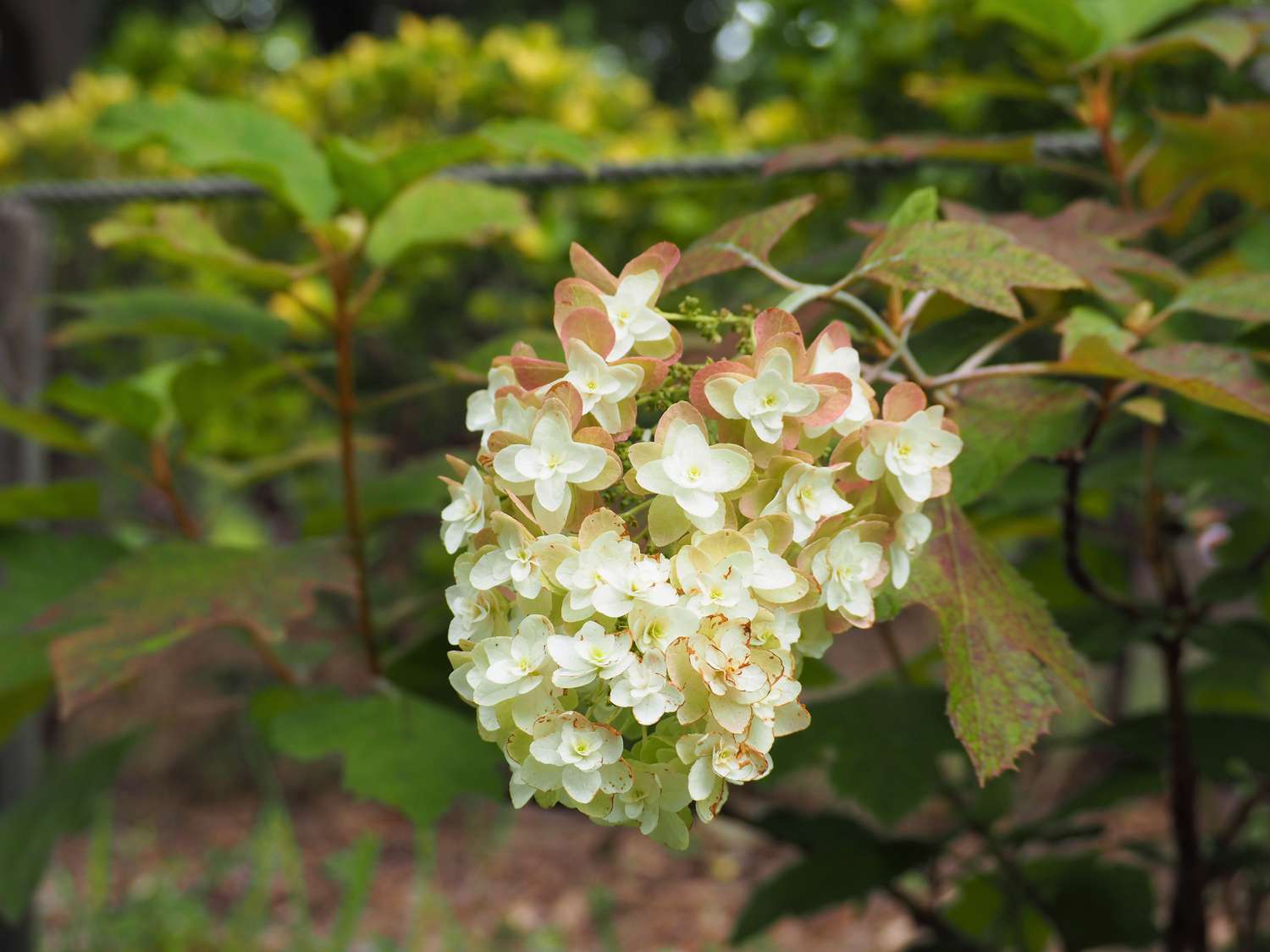 Hydrangea quercifolia (hortênsia com folhas de carvalho) em plena floração em um jardim no início do verão