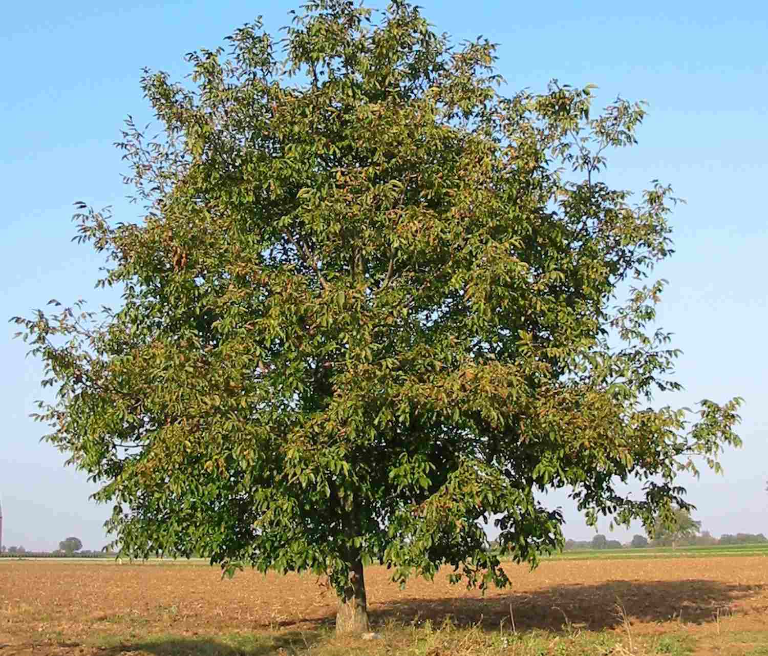 Walnussbaum auf einem Feld
