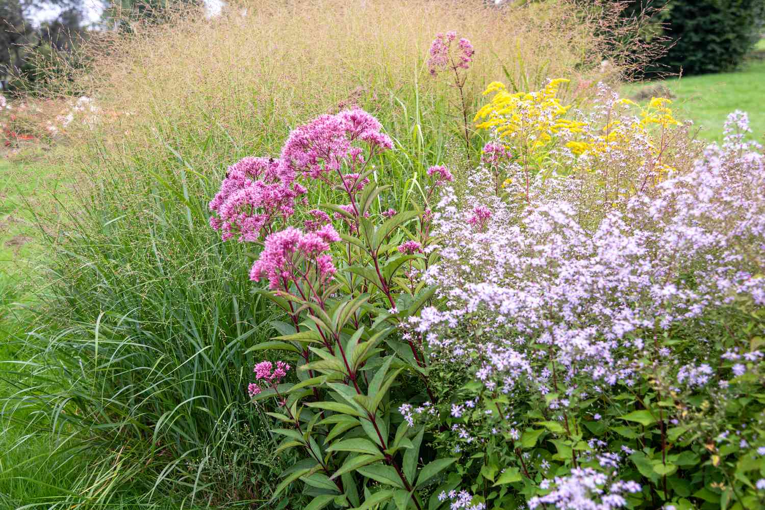 Flores y hierbas perennes autóctonas en el jardín