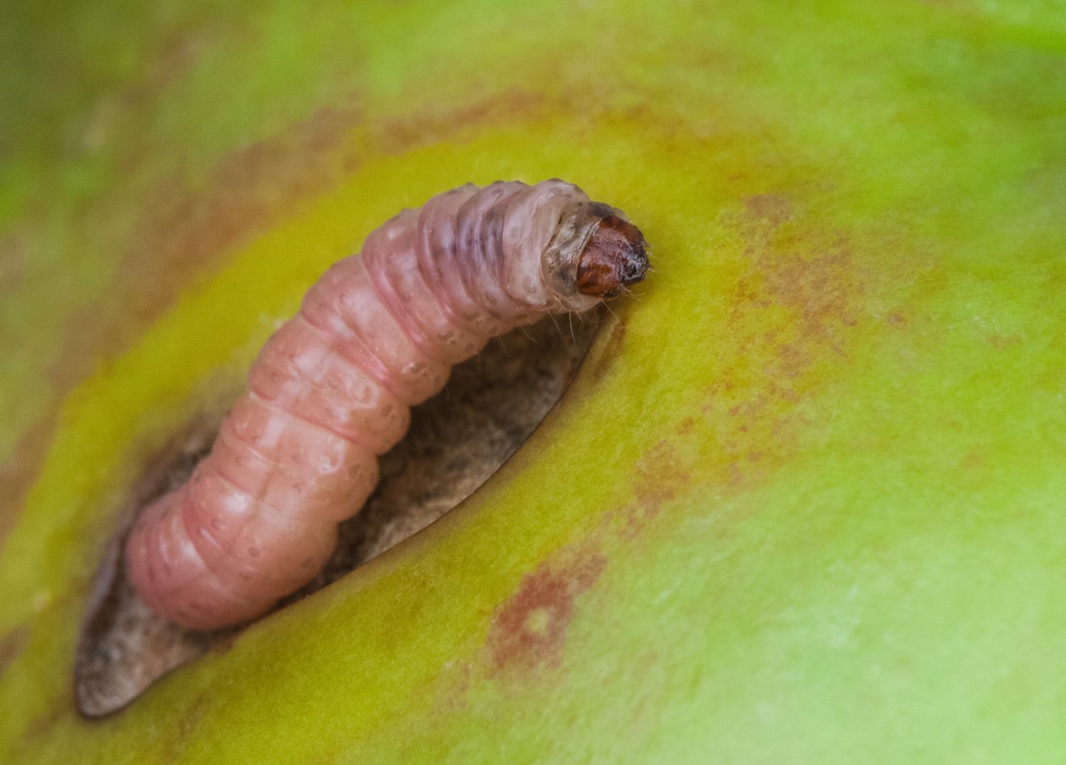 Larva de la polilla del bacalao en manzana verde