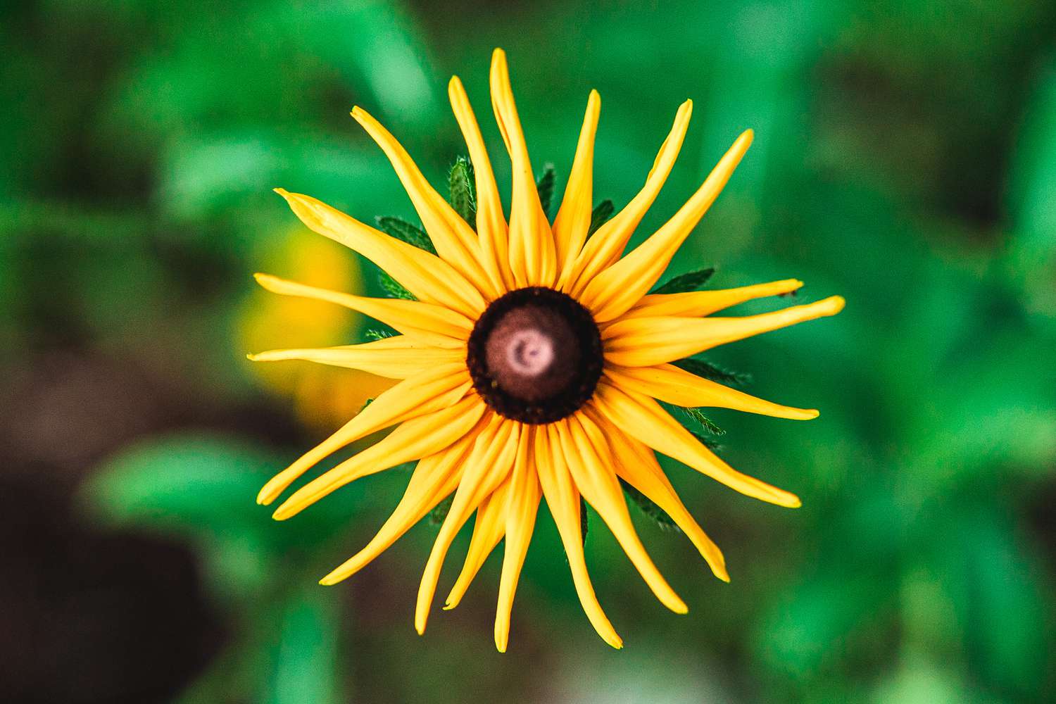 black-eyed Susan flower