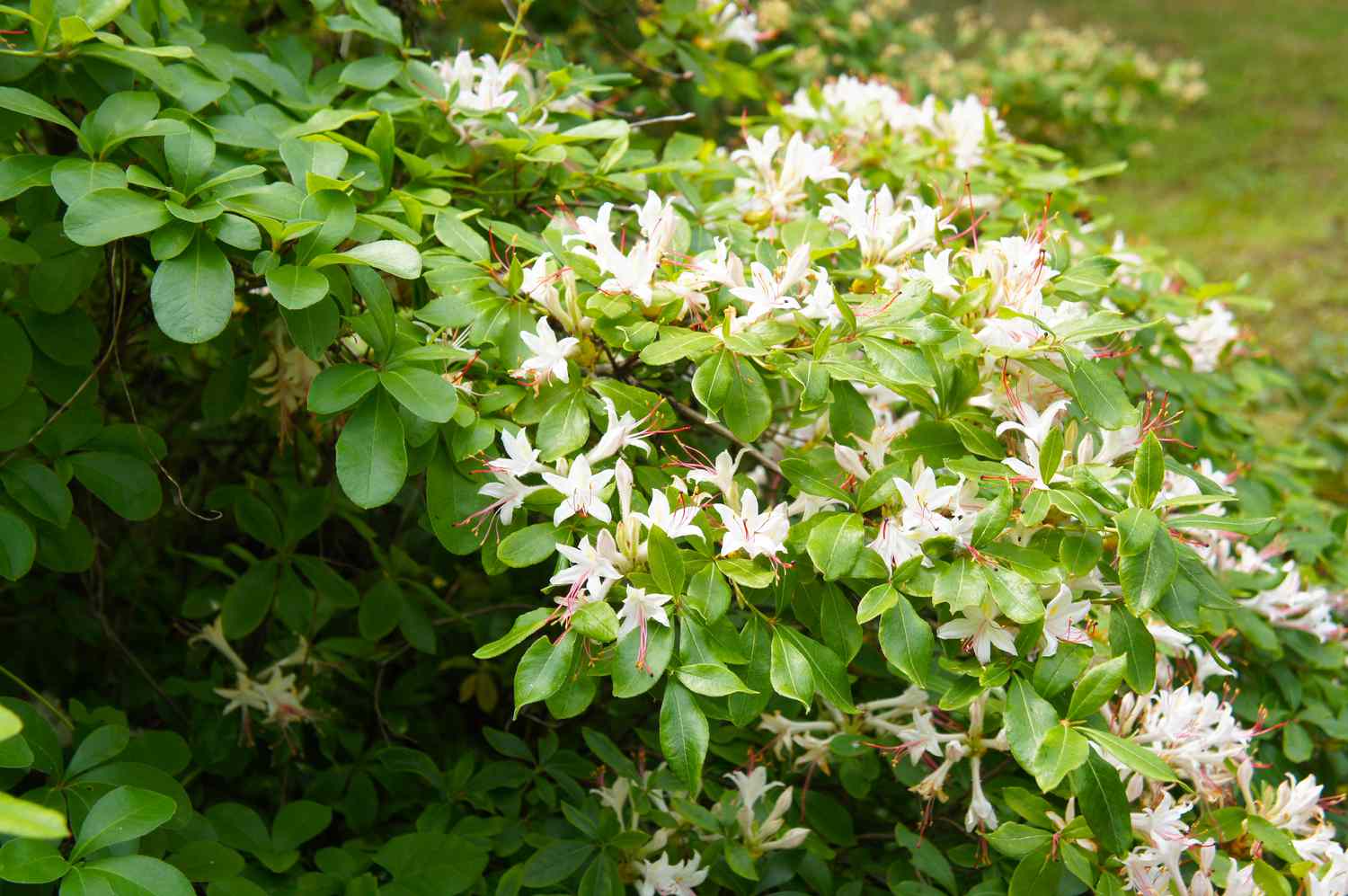 Blühender Strauch von Rhododendron arborescens glatte Azalee süße Azalee