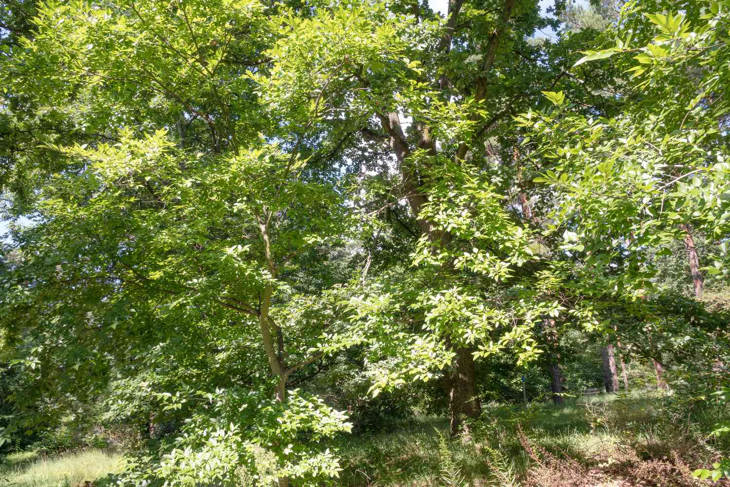 Netleaf hackberry tree in wooded area
