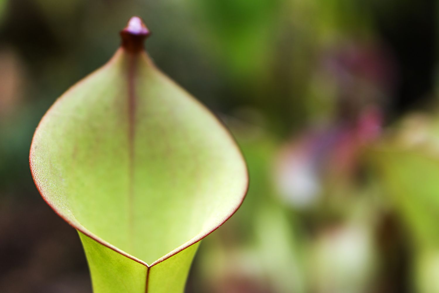 Pitcher of sun pitcher plant.