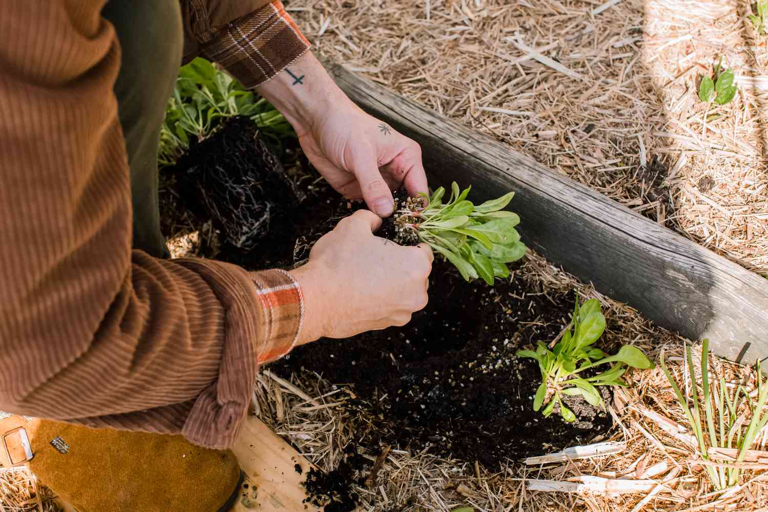 planting spinach transplants