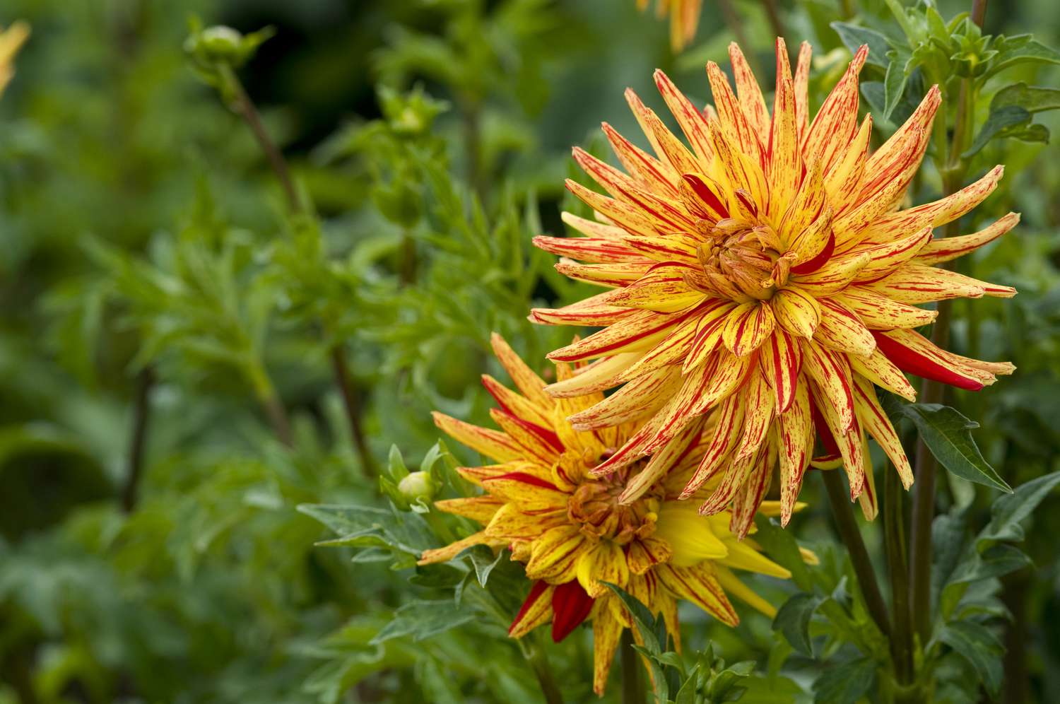 Dahlia Poppers