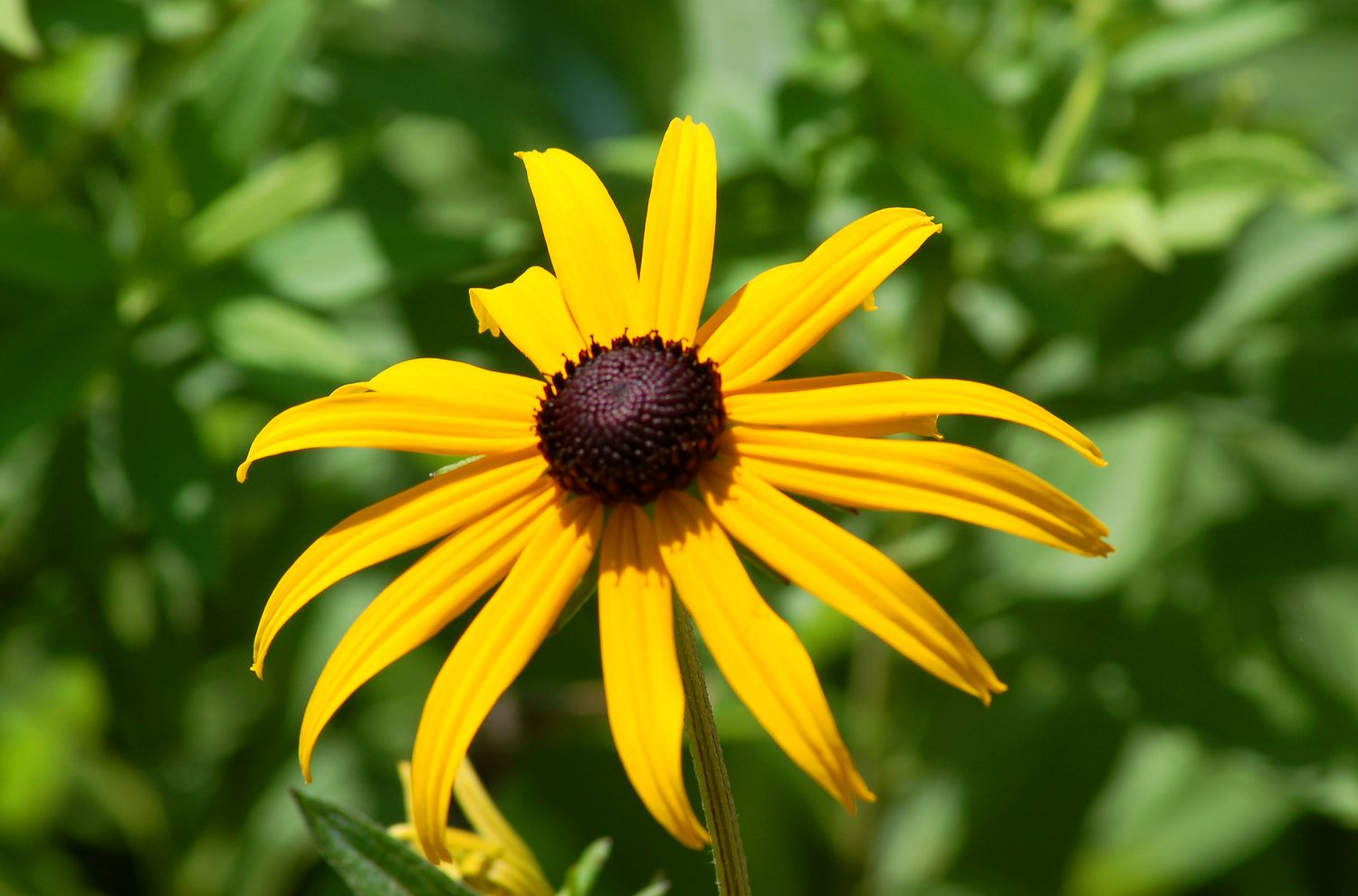 La flor de susan de ojos negros (imagen) es conocida por su alegría. Es una planta perenne tolerante a la sequía