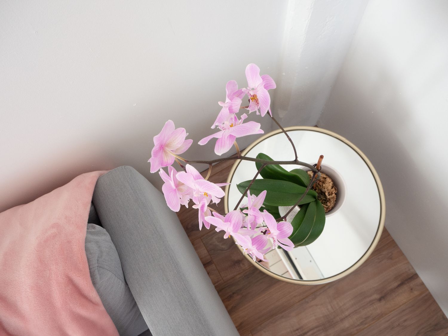eine Orchidee wächst im Haus