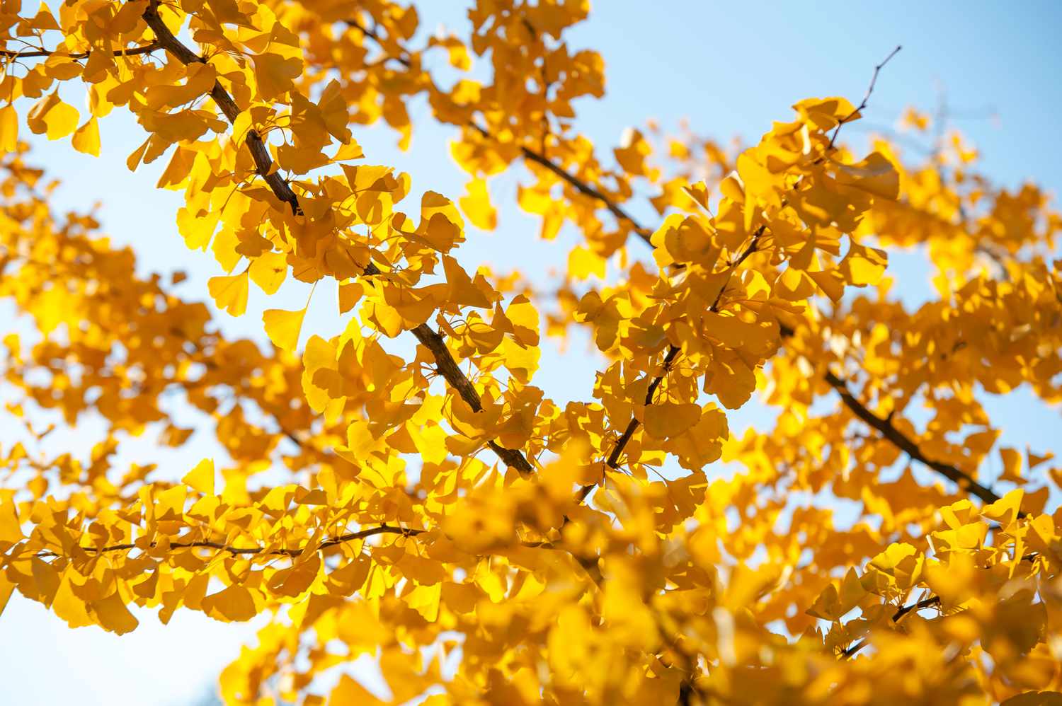 Ginkgo biloba-Baumzweige mit gelben Blättern vor blauem Himmel