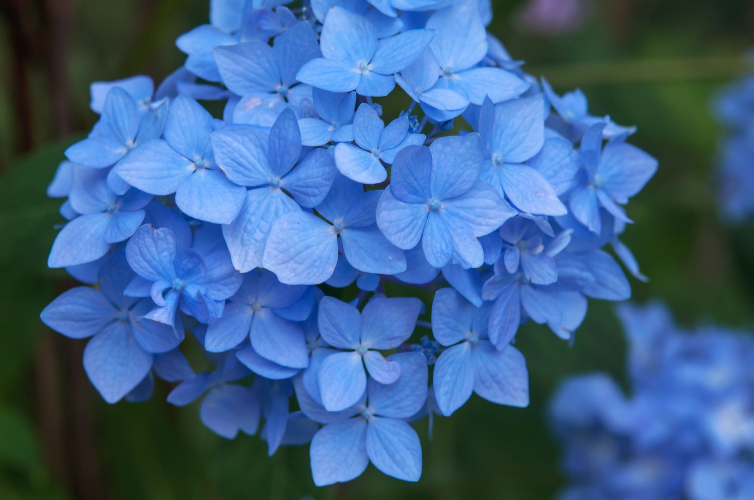 Nikko blaue Hortensie mit blauen Blüten in Großaufnahme