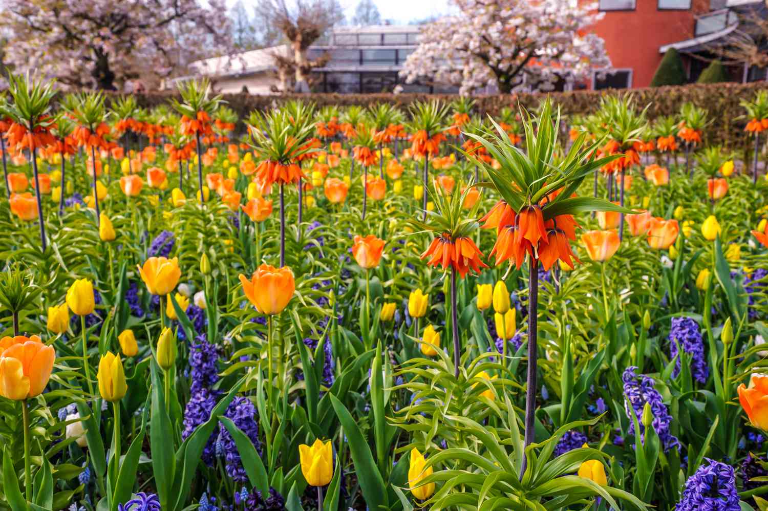 Blumengarten mit gelb-orangefarbenen und violetten Tulpen