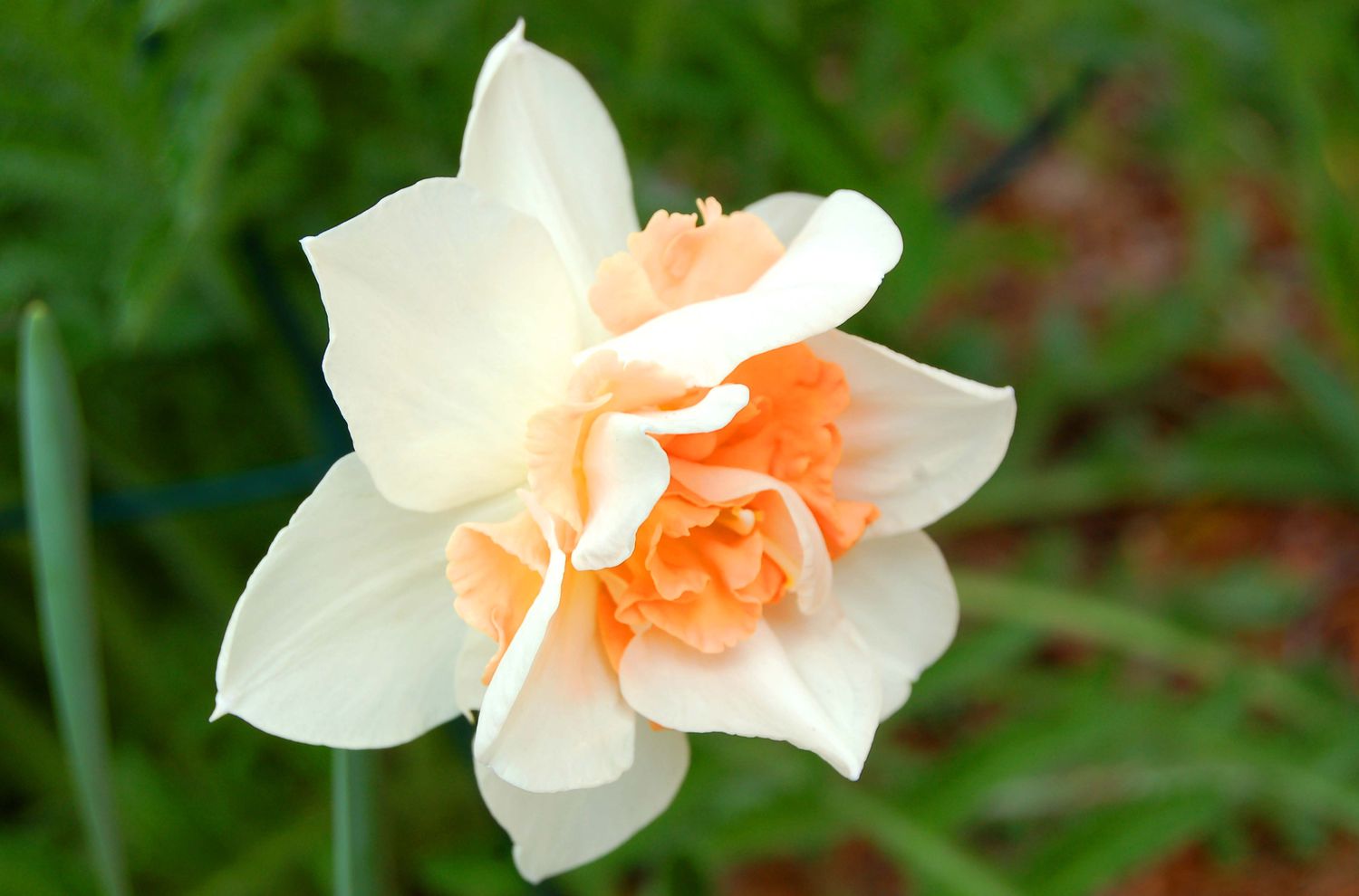 Flor de Narciso Repleto.