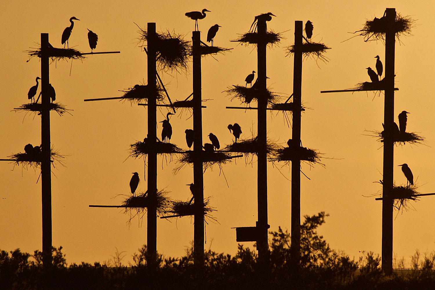 Rookery