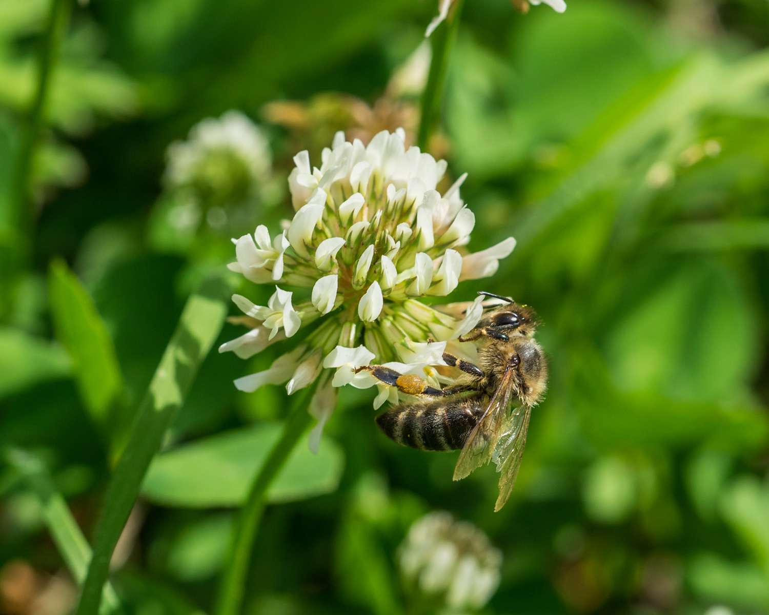 Abeille pollinisant sur trèfle blanc