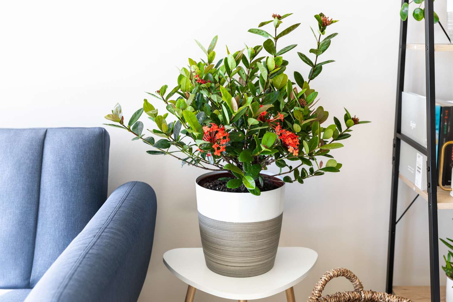 Planta de ixora en maceta con flores y hojas rojas en espacio habitable