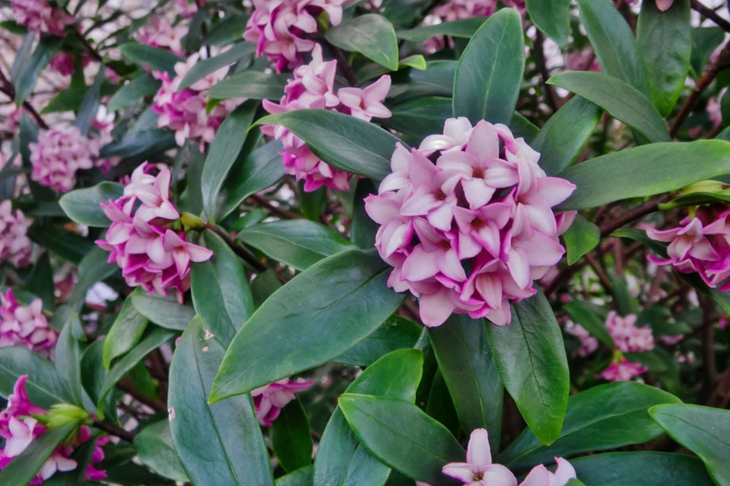 Arbusto Daphne