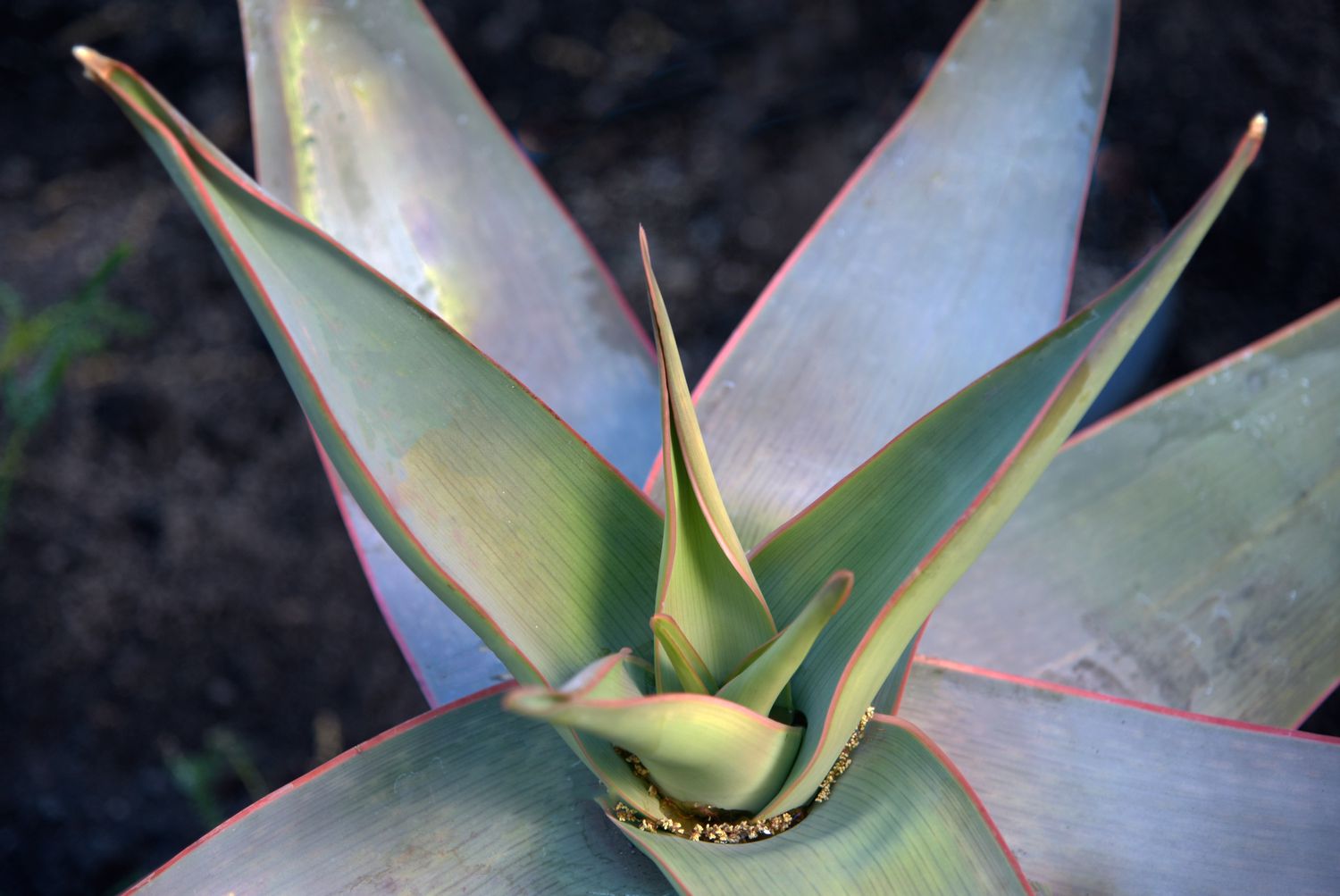 Korallenaloe mit breiten, dicken Blättern, die rosa eingefasst sind, Nahaufnahme