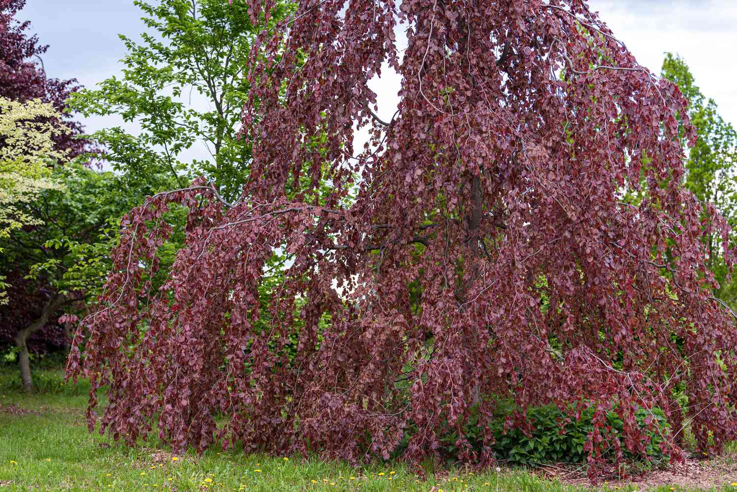 Fagus sylvatica Trauerbaum mit violetten Blättern