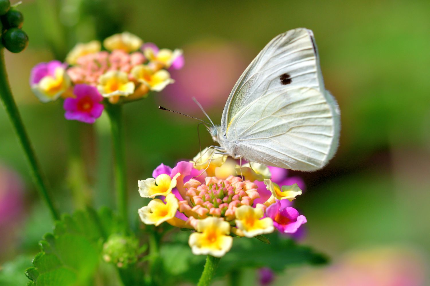 Schmetterling des Importierten Kohlweißlings (Pieris rapae)