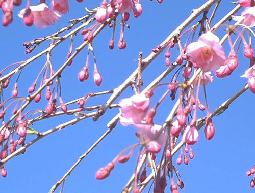 Flores de Cerejeira Higan Chorando Rosa