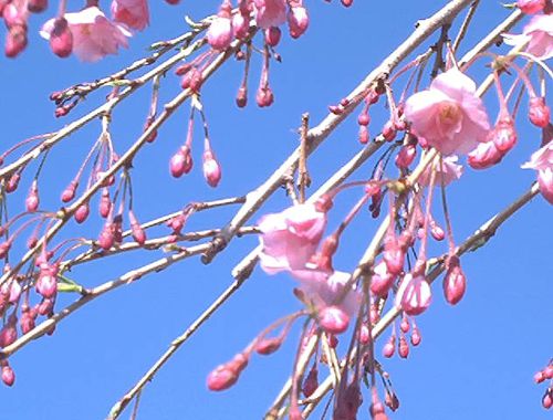 Cerezo Higan llorón rosa en flor