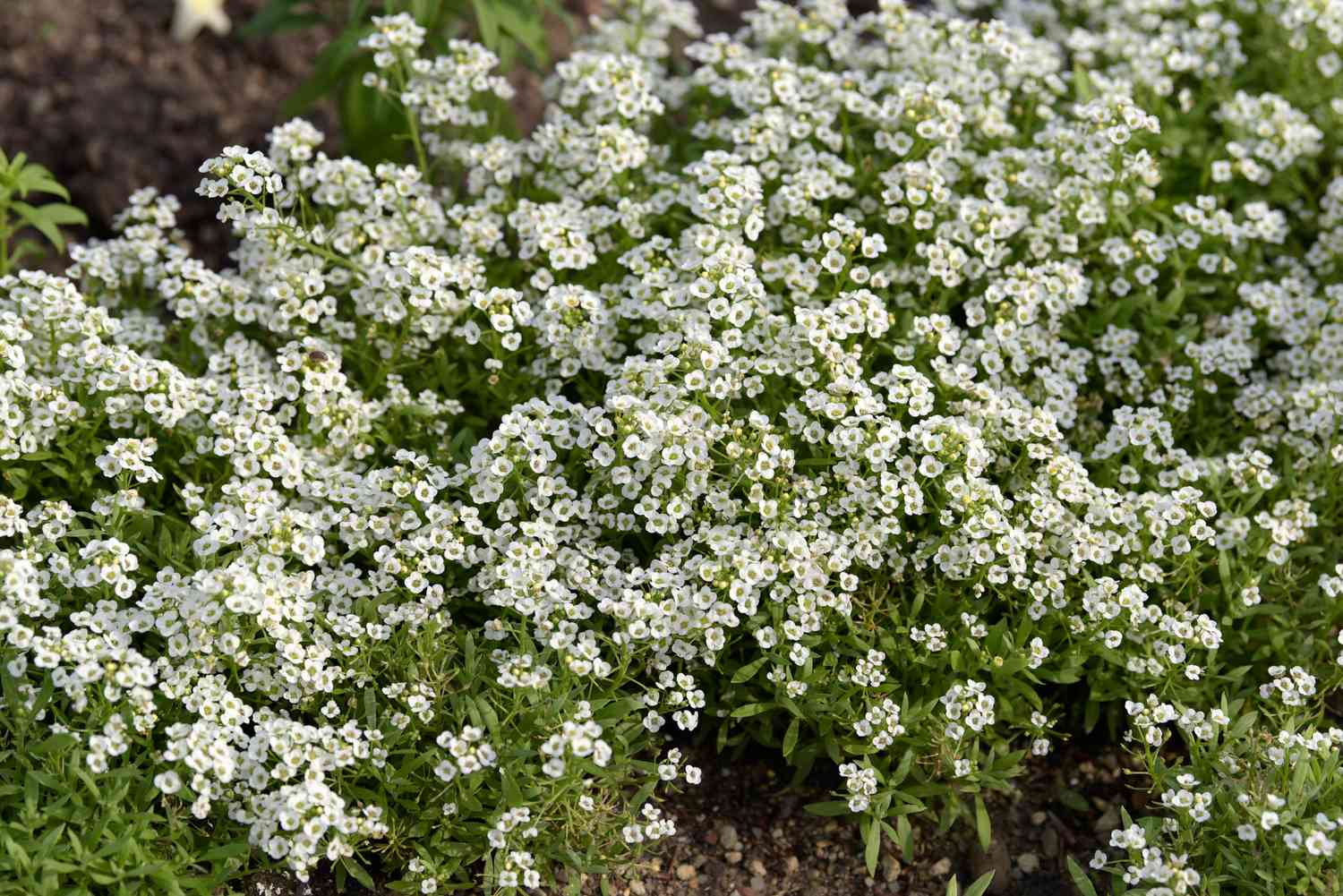 Planta de alyssum dulce con pequeños racimos de flores blancas