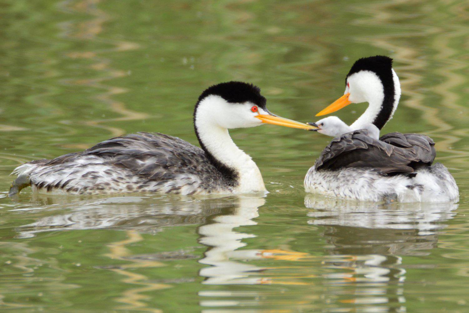 Clark's Grebe Family