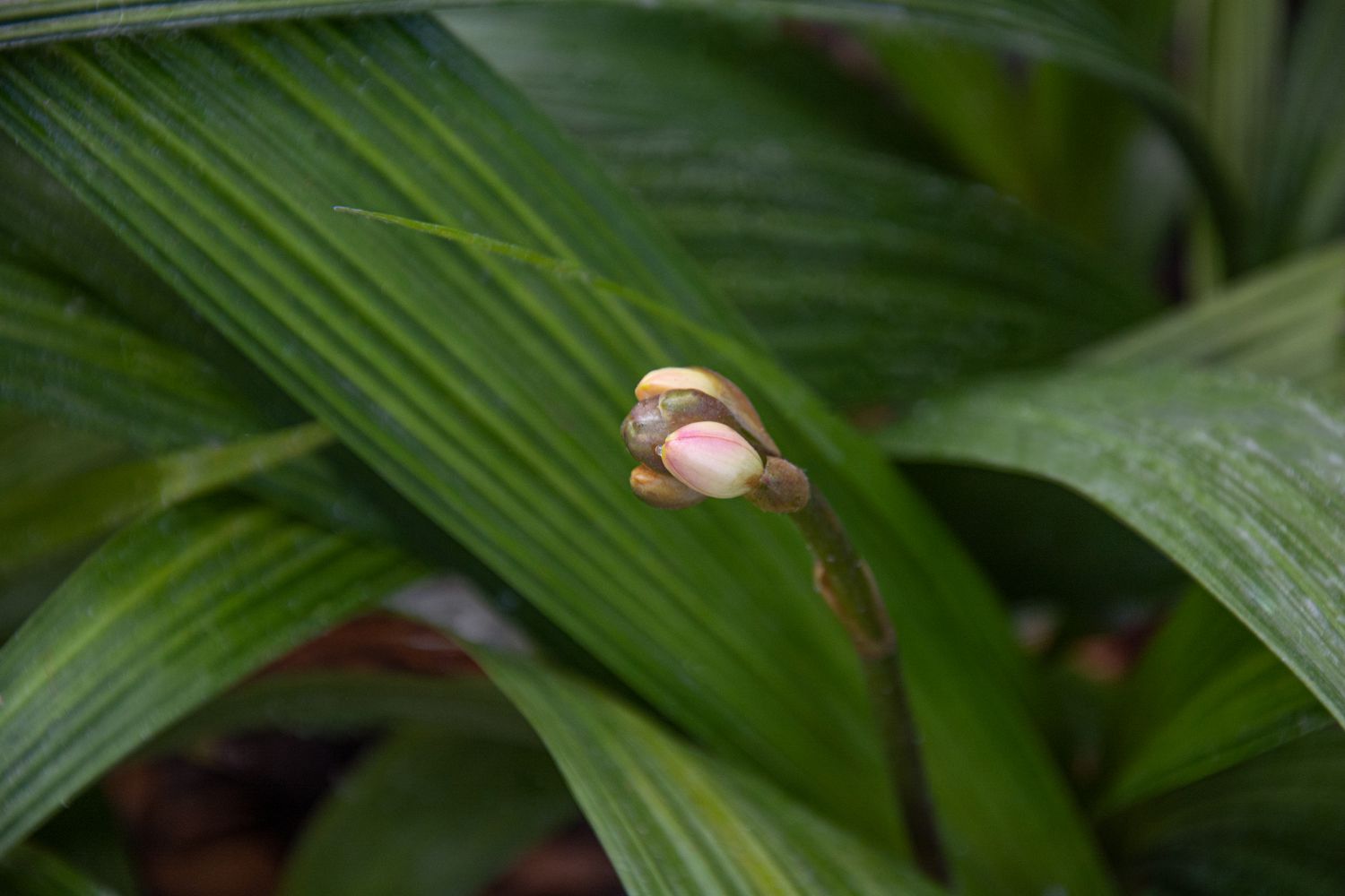 Spathoglottis-Orchideenpflanze mit cremefarbener Knospe an langem Stiel in Nahaufnahme