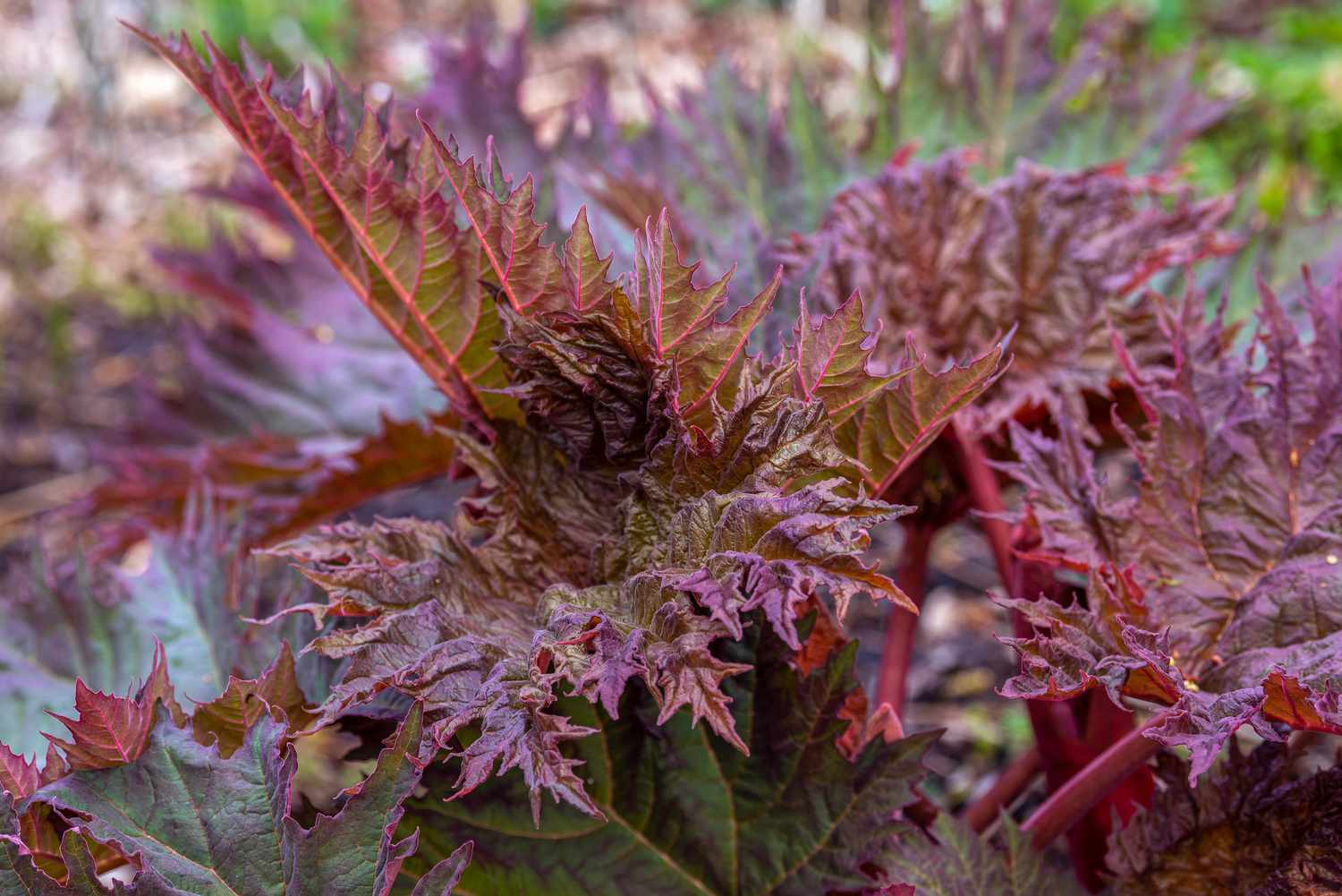 Purpurrote Rheum palmatum-Pflanze mit stacheligen, geäderten Blättern in Nahaufnahme