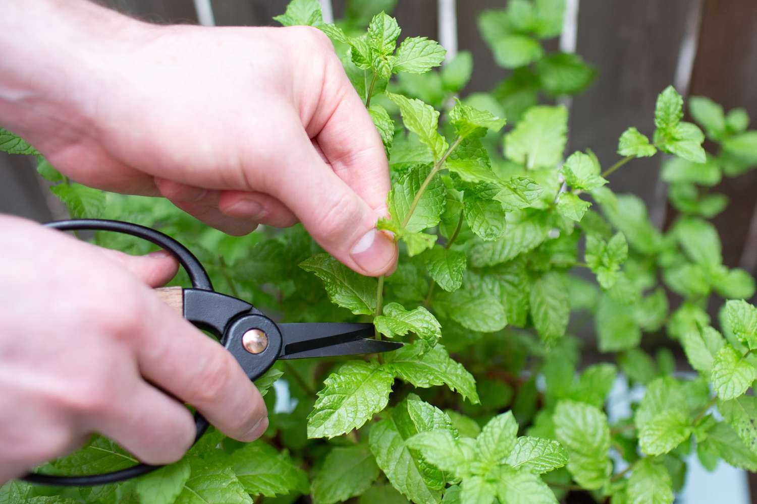 person pruning mint