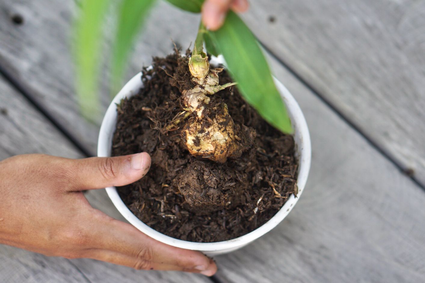 Ginger plant in white pot pulled out slightly to expose root in soil