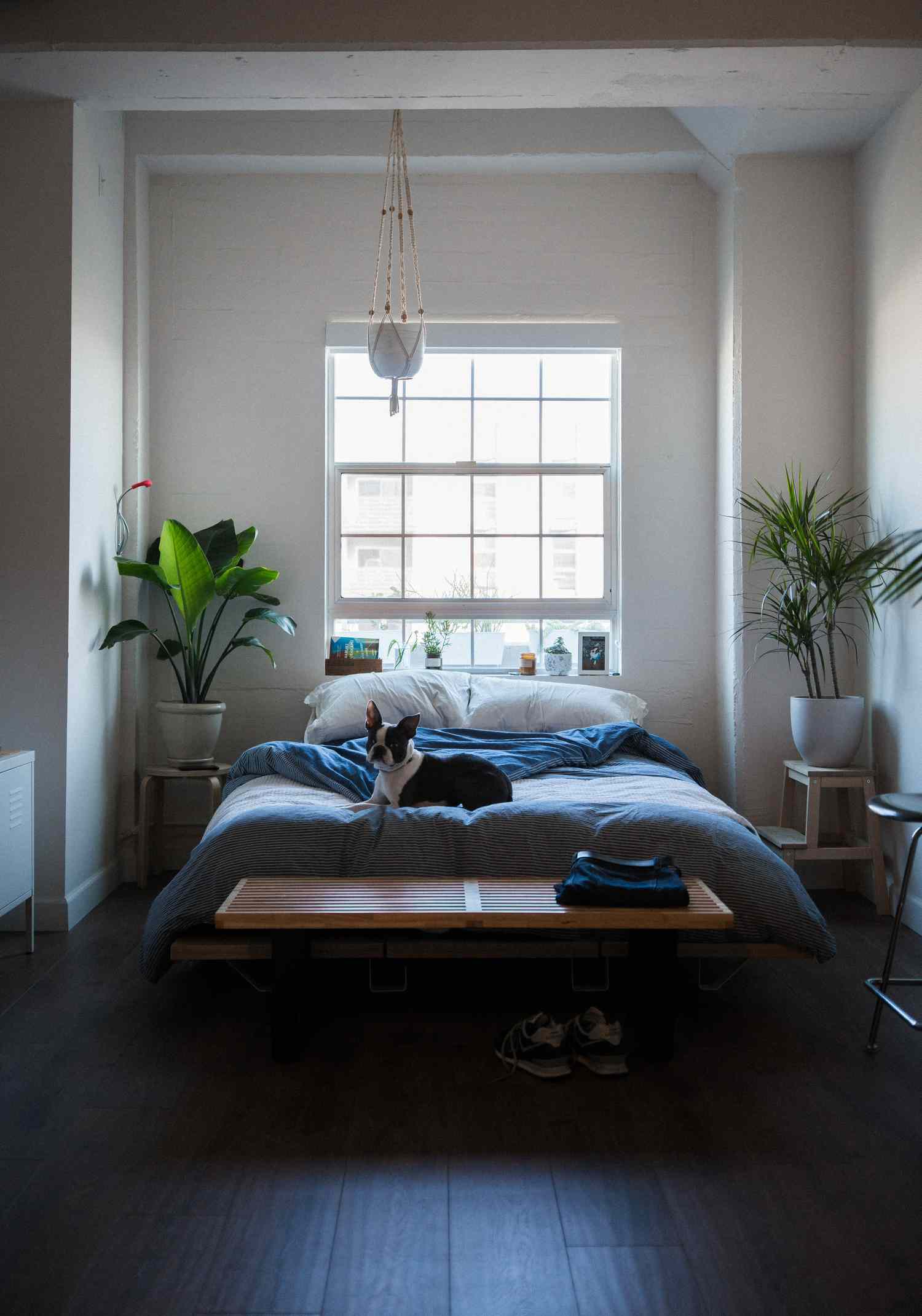 Dormitorio tranquilo con plantas, suelos oscuros y sábanas azules