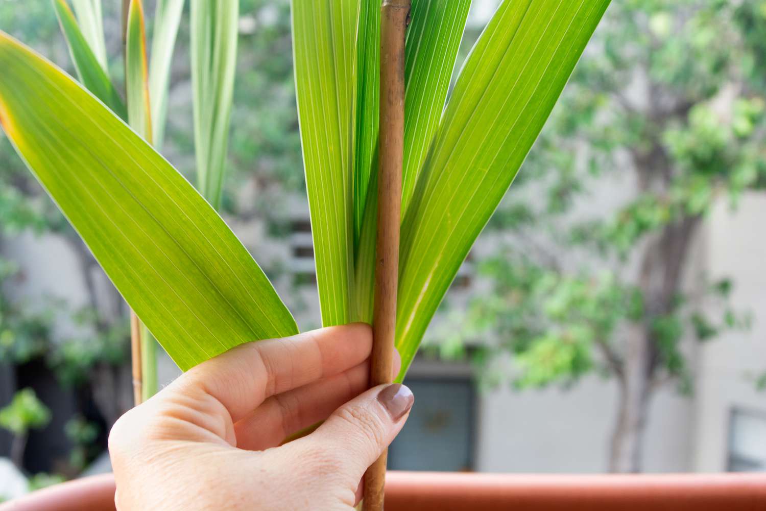 Gladiolenblütenstängel und -blätter lehnen an einem braunen Pfahl im Topf, Nahaufnahme