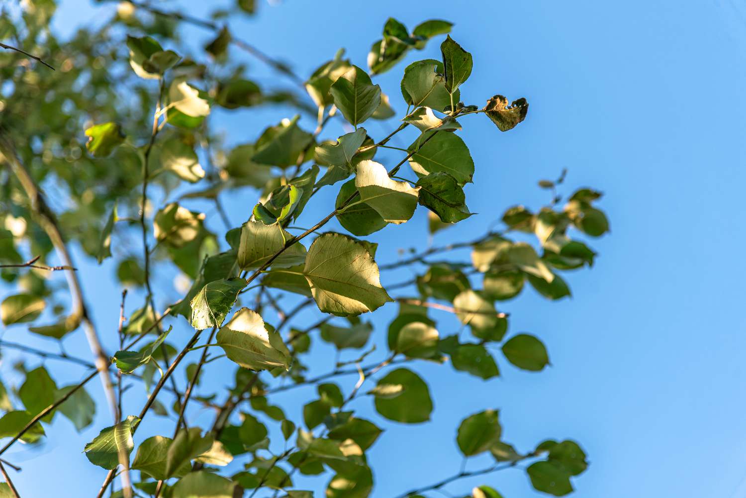 Balsambaumzweig mit ovalen grünen Blättern vor blauem Himmel