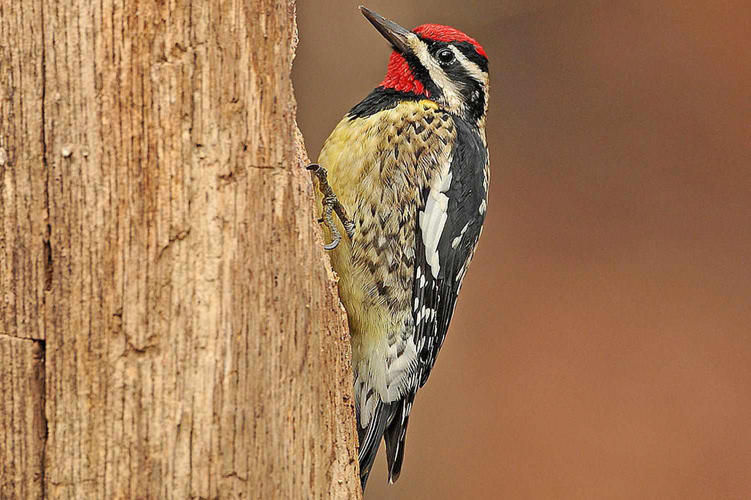 Profil eines männlichen Gelbbauch-Saftleckers, der auf einem Baum sitzt