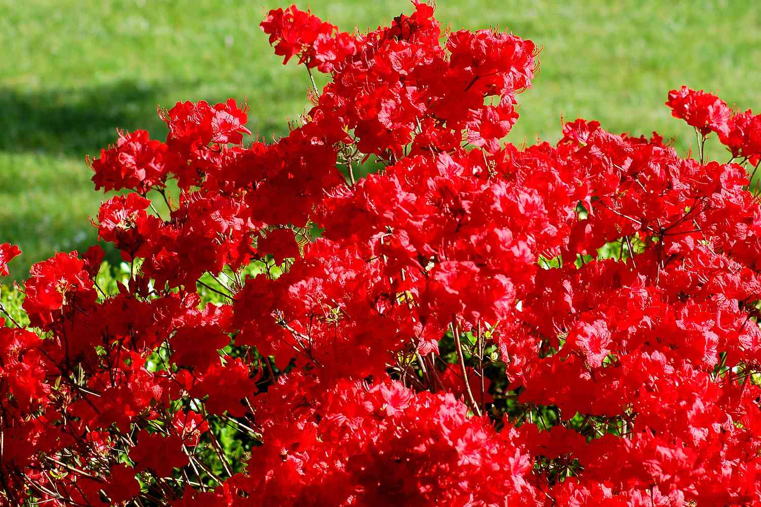 Azalea stewartstoniana en flor con flores rojas.