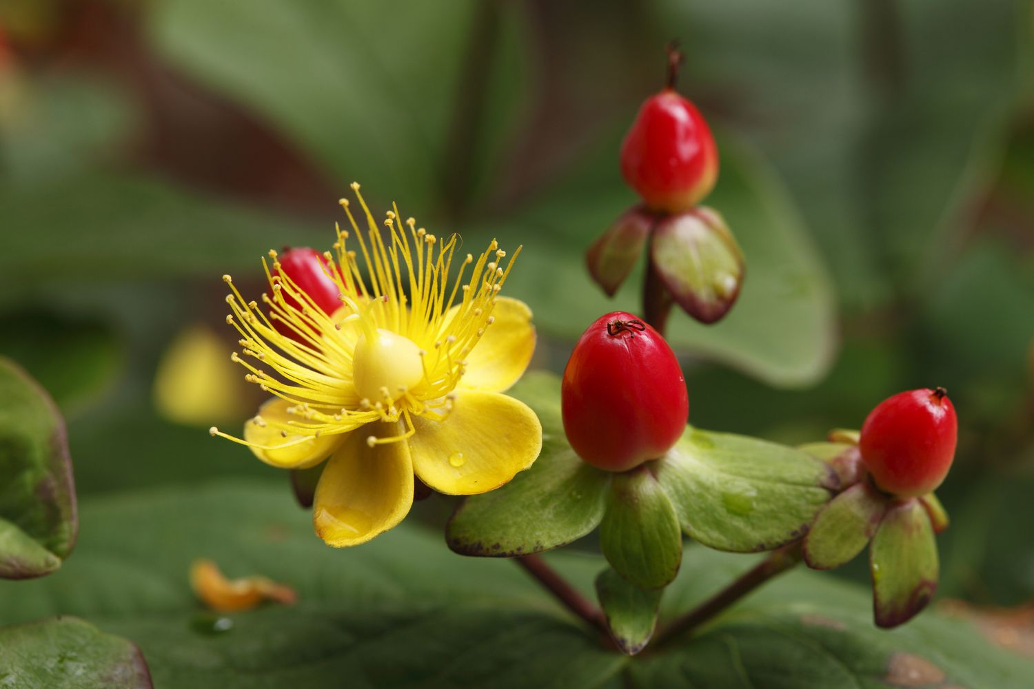 Hypericum x inodorum