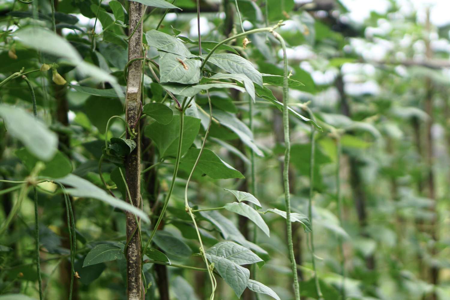 Yardlong-Bohnenpflanze mit Ranken und großen Blättern, die an einem Baumzweig hängen