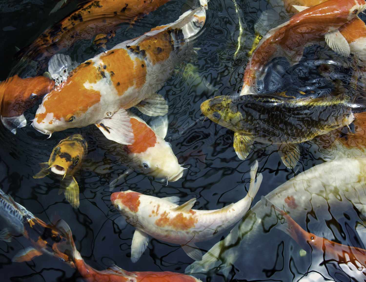 A group of colorful koi