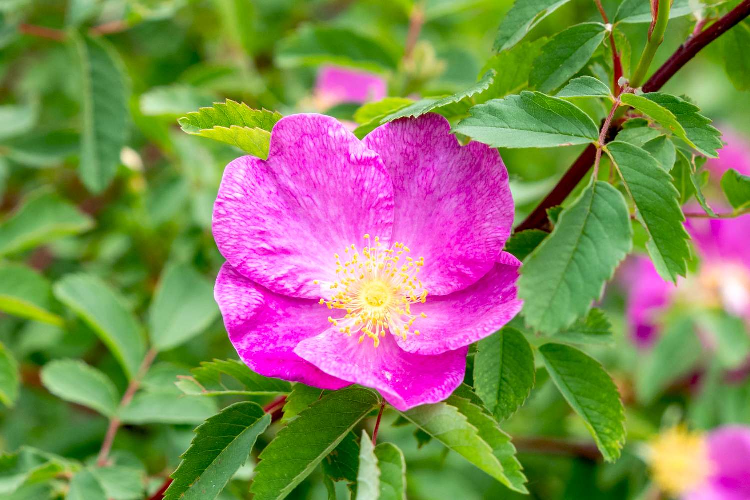 Carolina-Rose mit fuchsia-rosa Blütenblättern und gelben Staubbeuteln am Stiel mit umliegenden Blättern