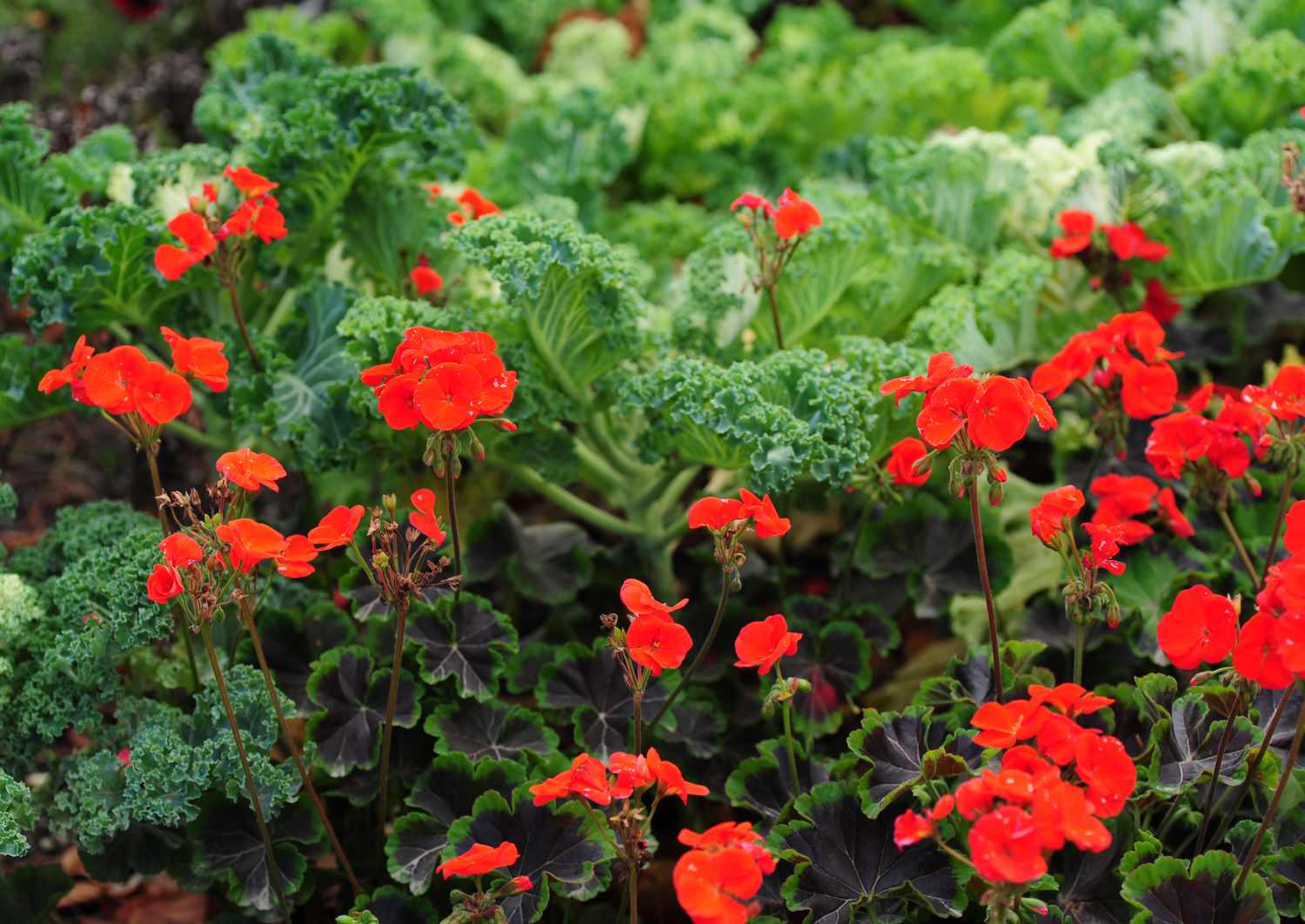 Geranienblüten mit kleinen roten Blütenblättern gemischt mit anderen Pflanzen und Grünpflanzen