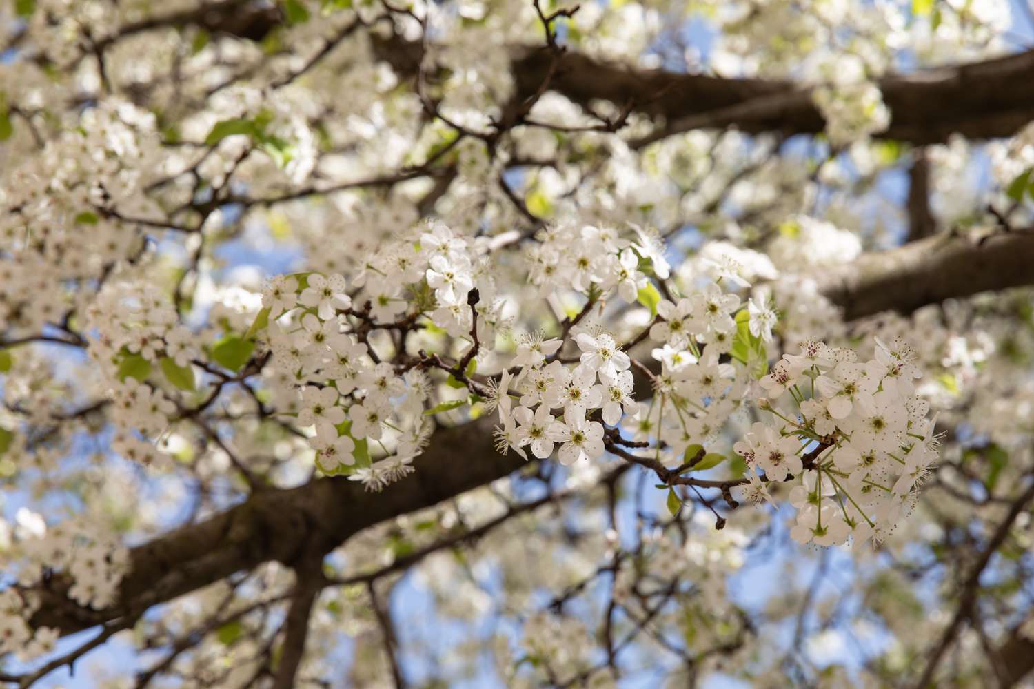 Kalley-Birnenbaumzweig mit kleinen weißen Blüten in Nahaufnahme
