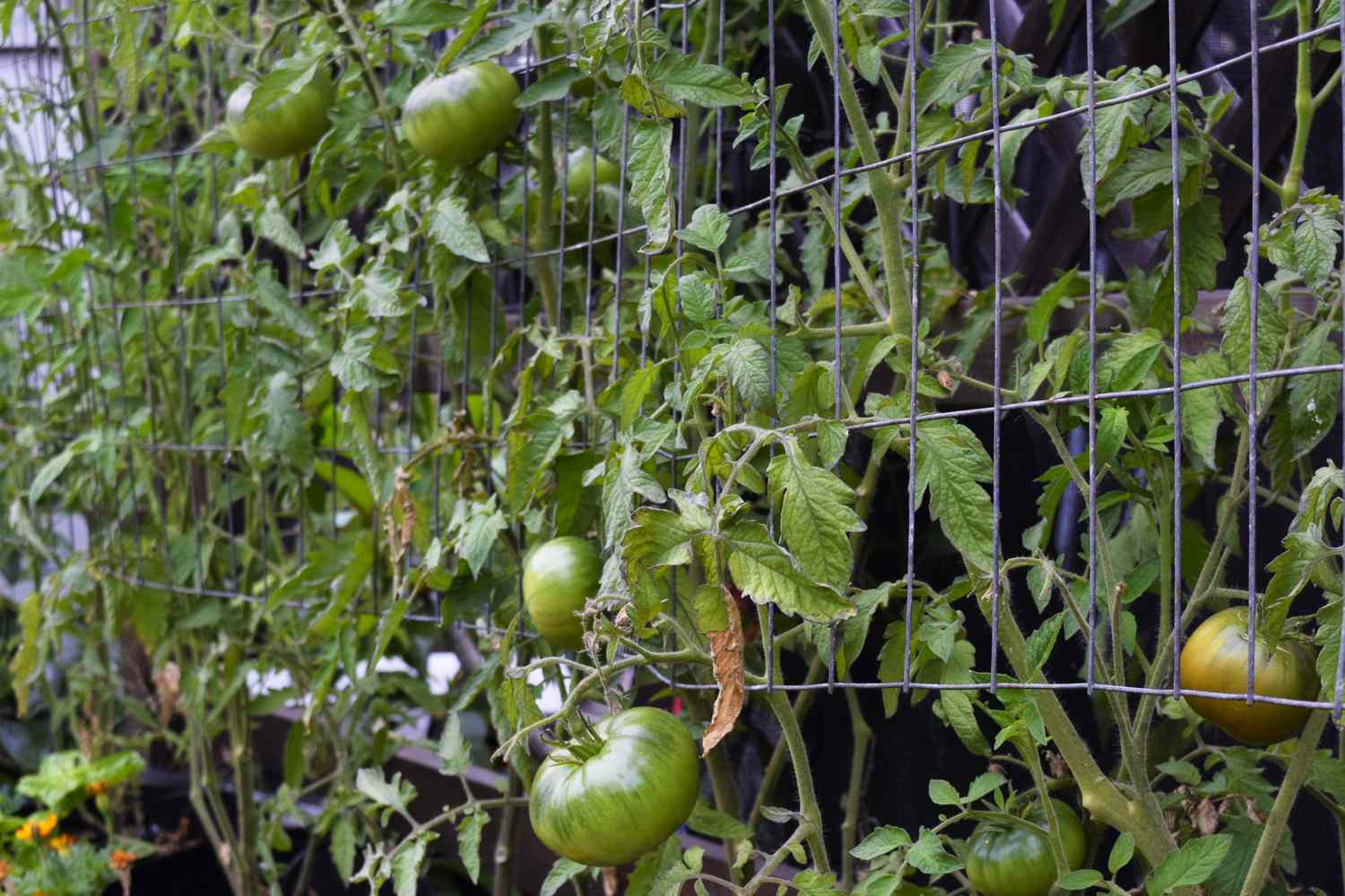 Tomatenpflanzenreben an Metallkäfig mit grünen Tomaten hängend