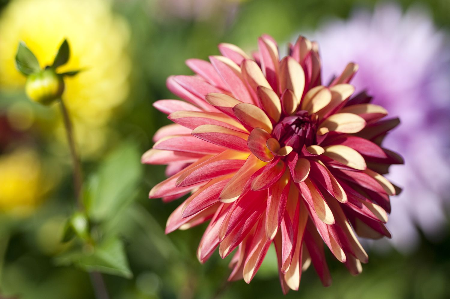 Crazy legs dahlia