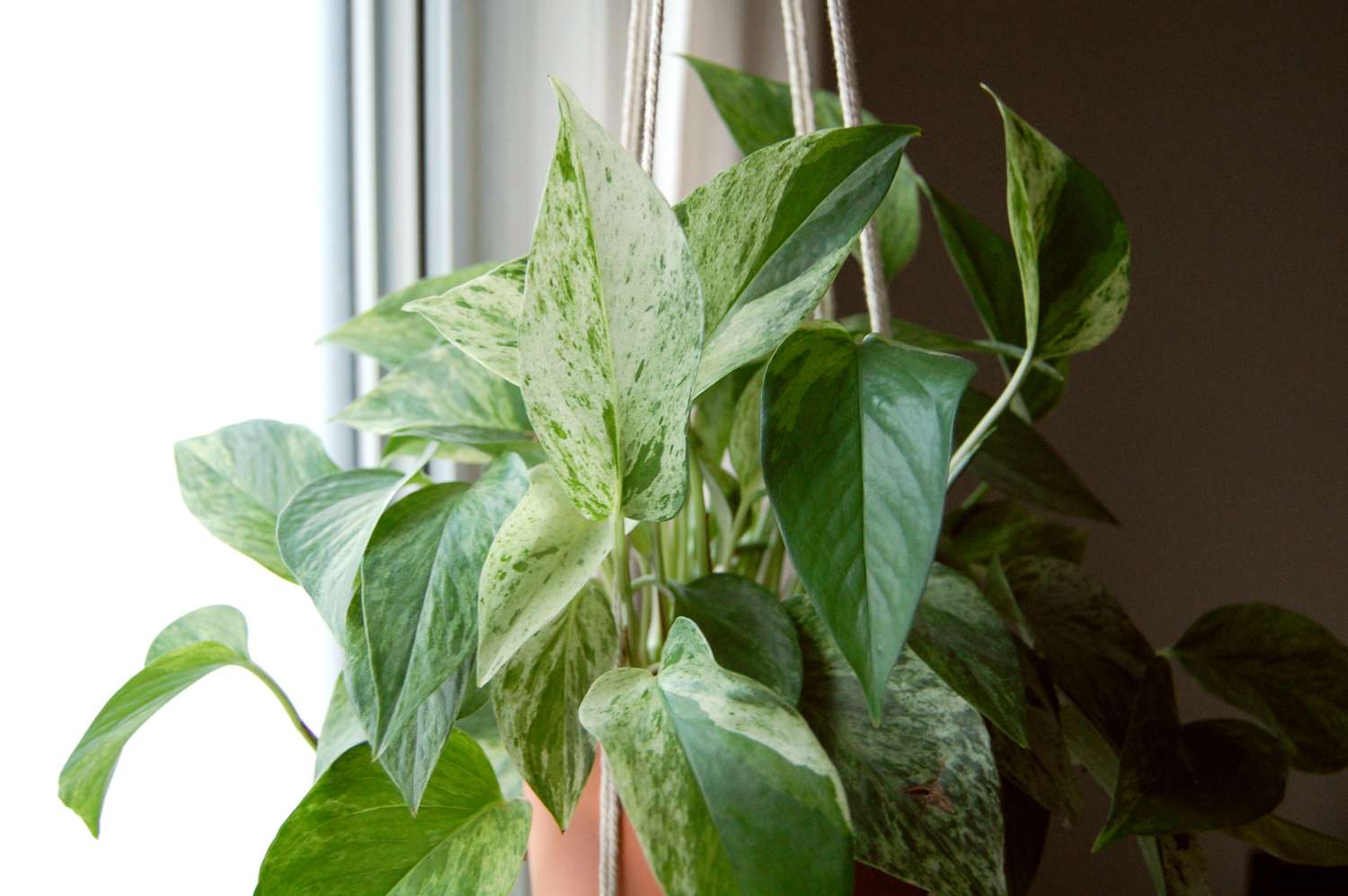 Eine Marmorkönigin Pothos vor einem hellen Fenster.