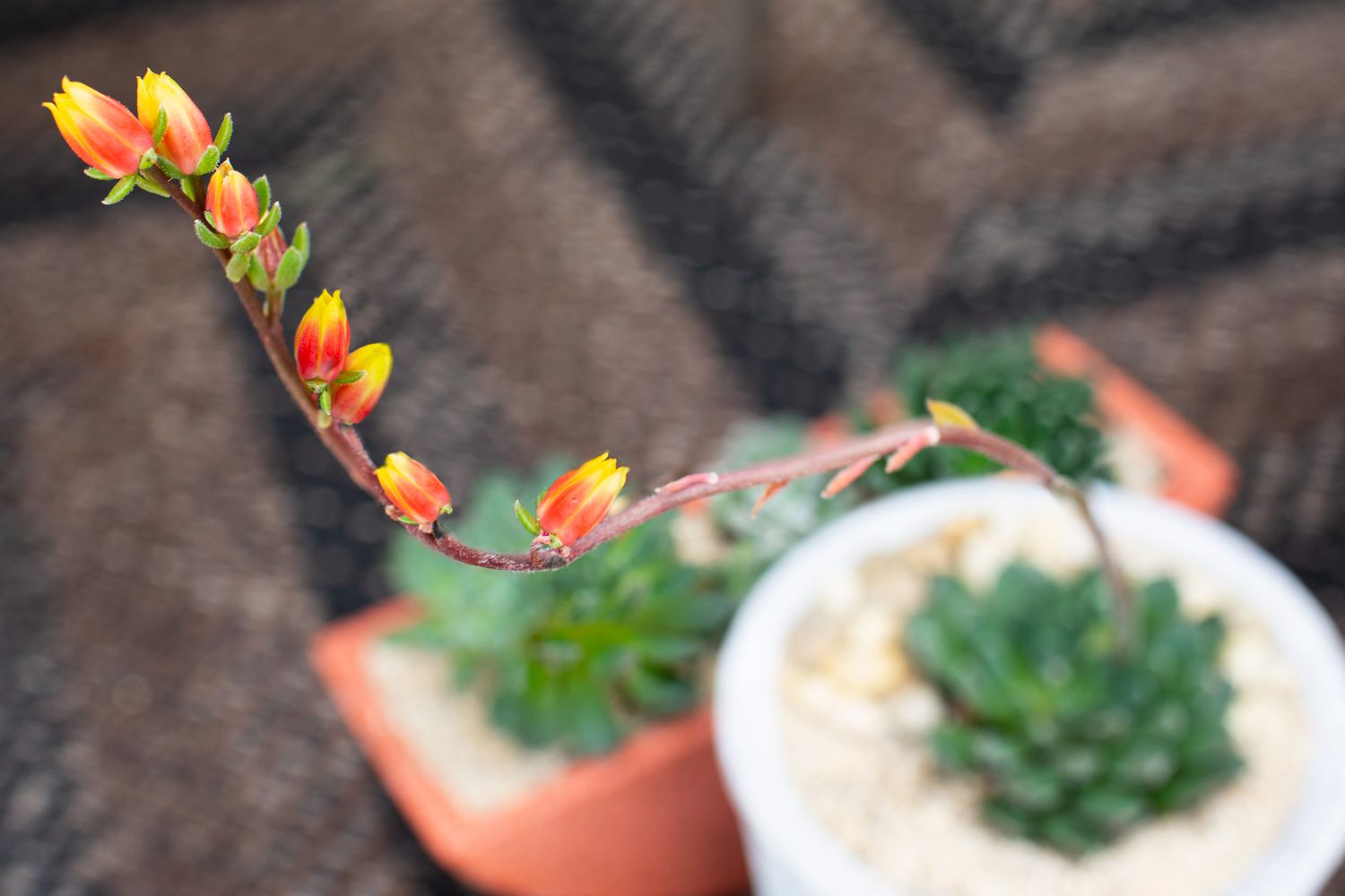 Mexican firecracker succulent with tall stem with orange and yellow flower buds
