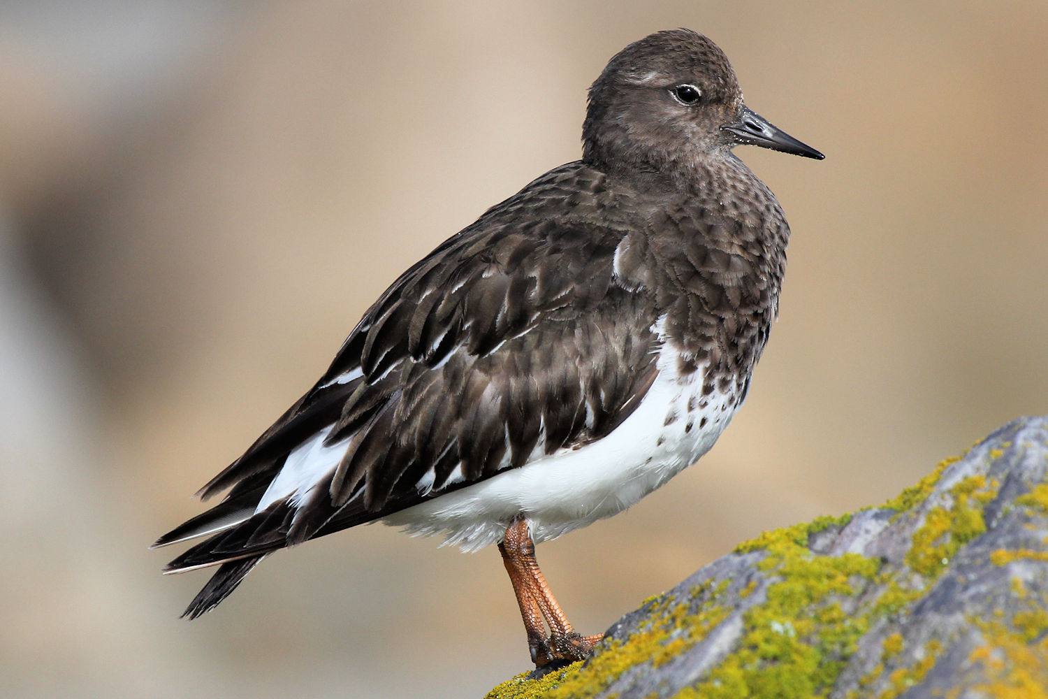 Black Turnstone